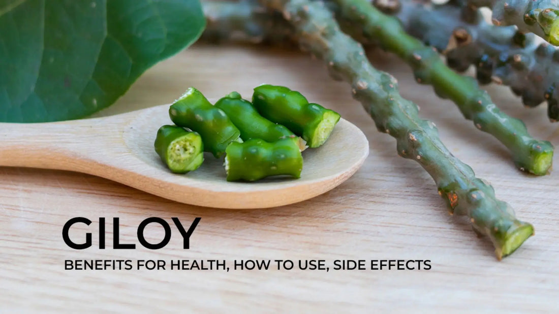 Giloy Health Benefits