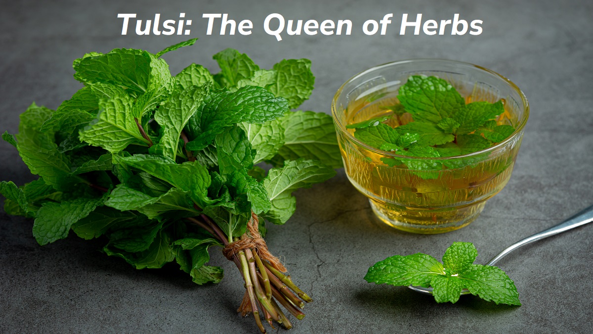 Health Benefits of Tulsi: The Queen of Herbs in Ayurveda