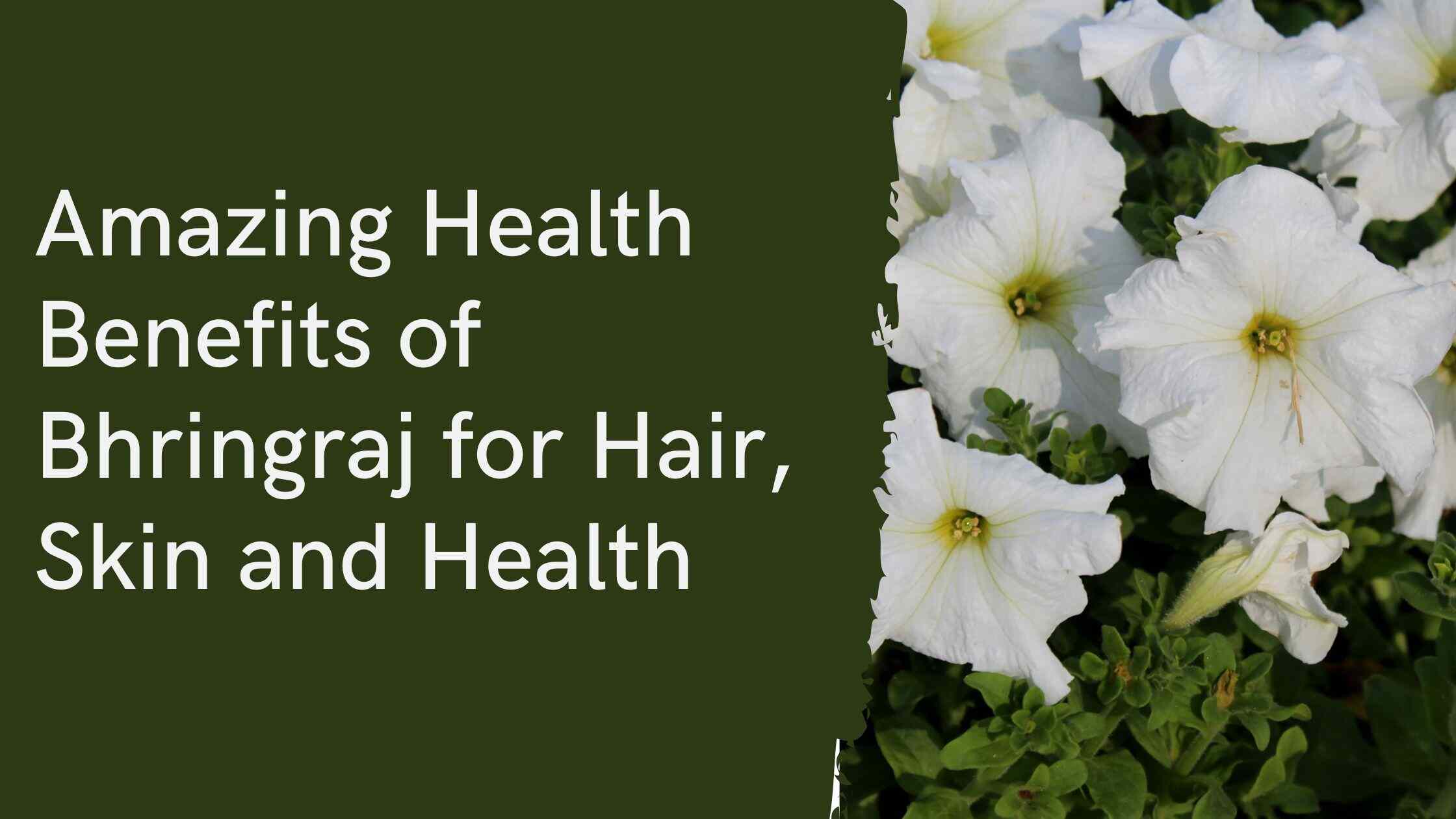 Amazing Health Benefits of Bhringraj for Hair, Skin and Health