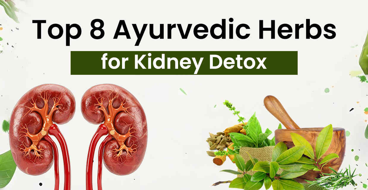 Top 8 Ayurvedic Herbs for Kidney Detox