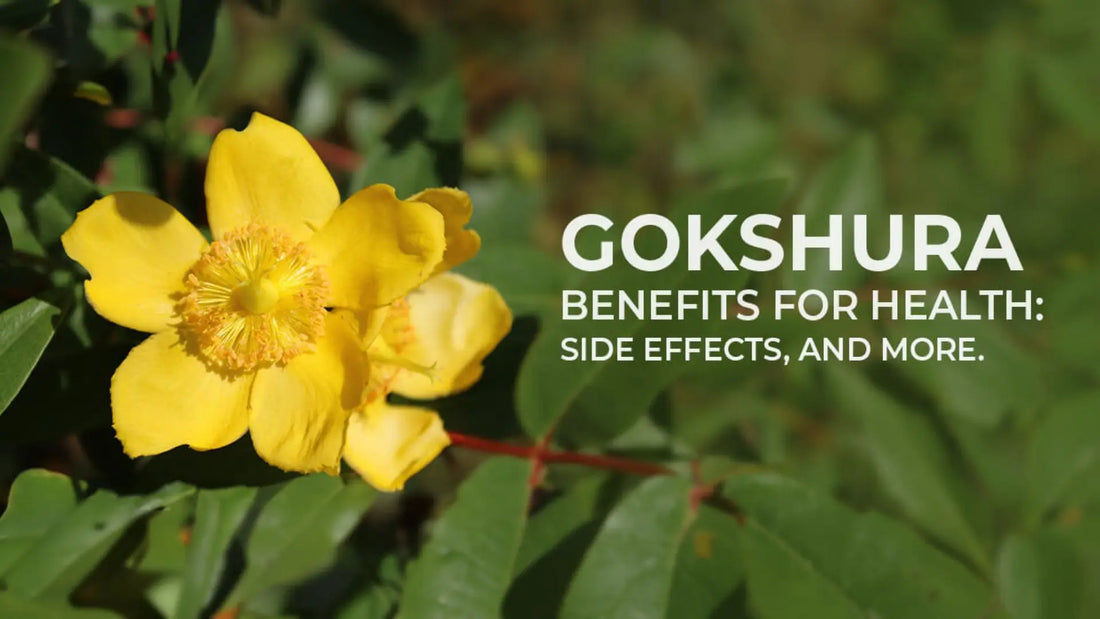 Gokshura Health Benefits