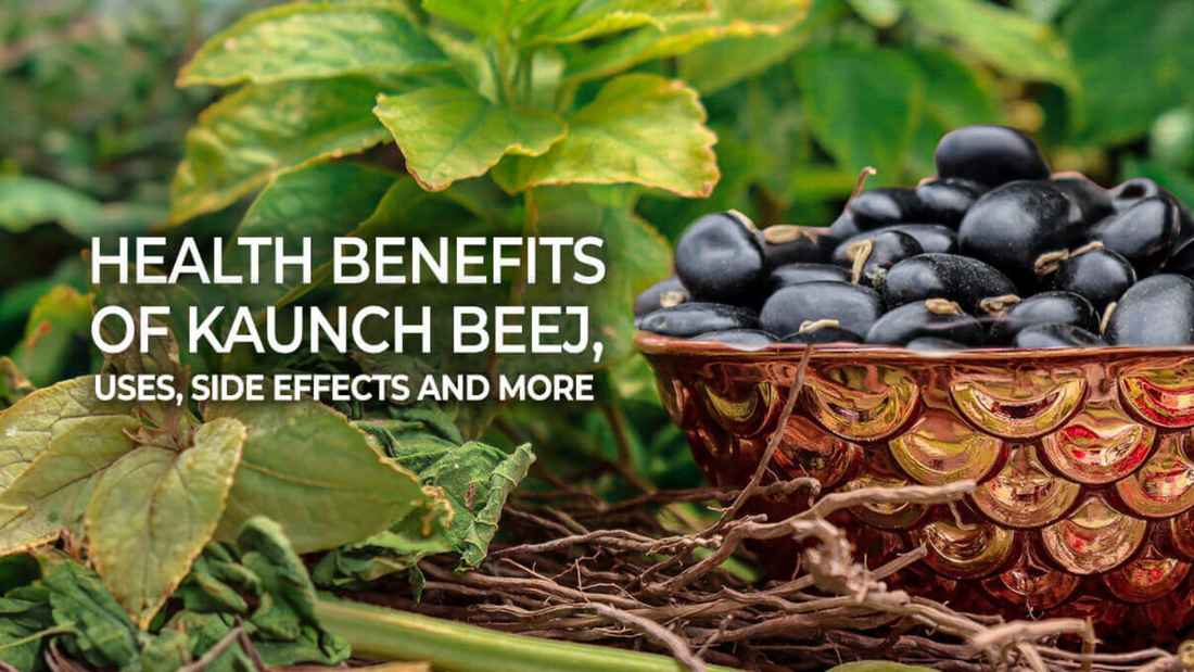 Benefits of Kaunch Beej